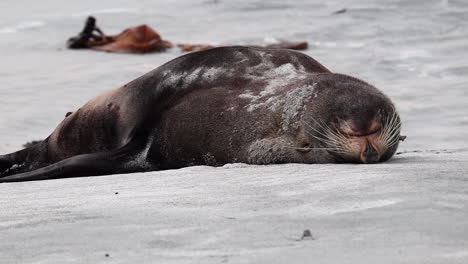 Seals-sea-lion-laying-portrait-in-New-Zealand