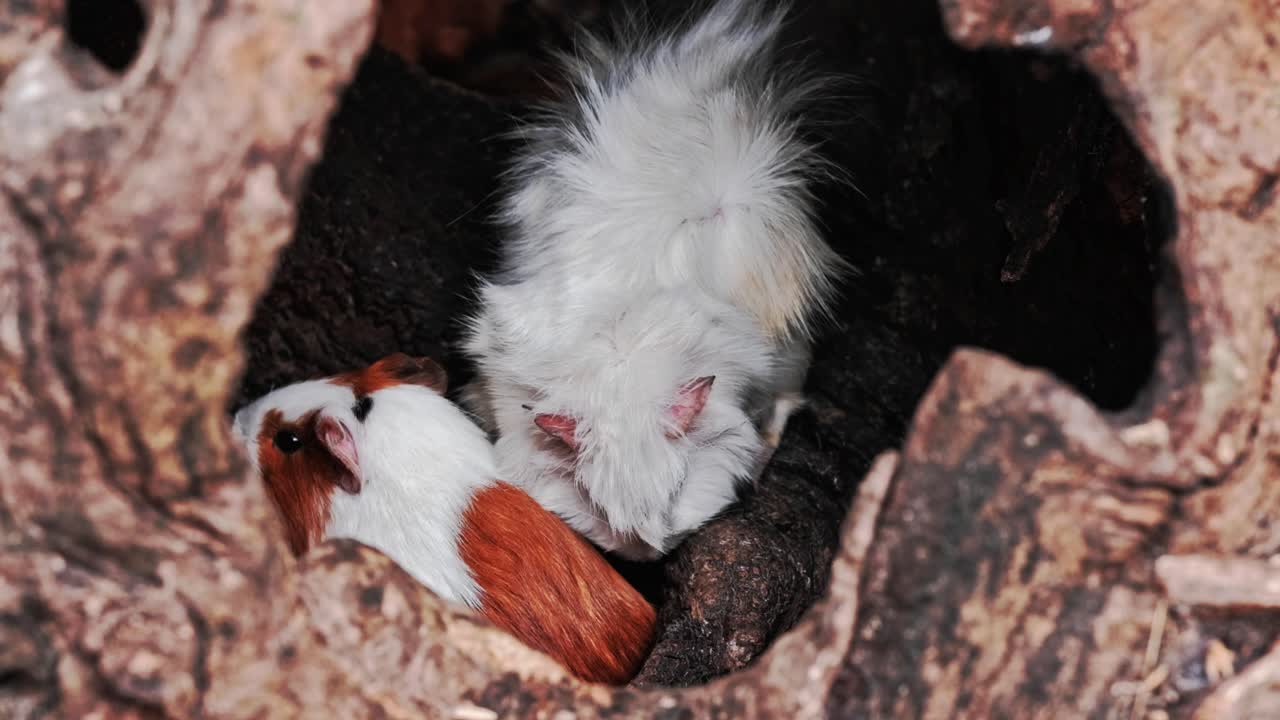 Guinea pigs in a log, tussling for a carrot
