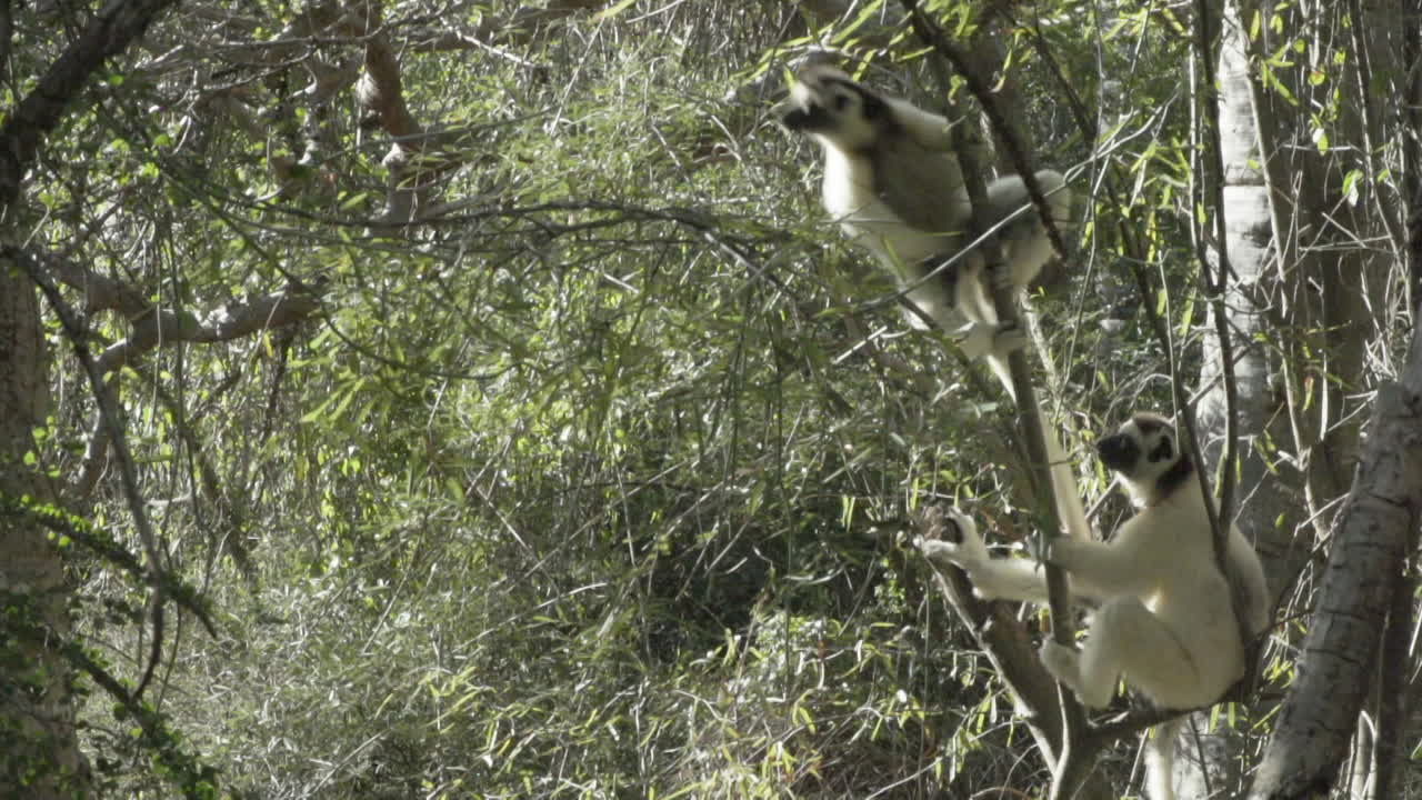 toma en cámara lenta de dos sifakas propithecus verreauxi blancos en un árbol, uno dando un salto gigante saliendo del marco