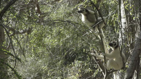 slow motion shot of two white sifakas propithecus verreauxi in a tree, one performing giant leap leaving the frame