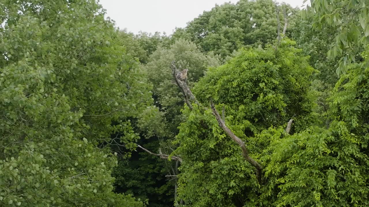 A hawk sitting perched on a branch