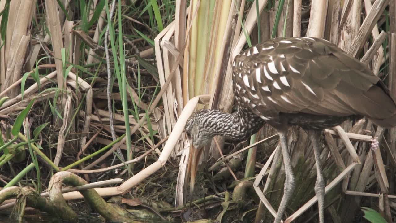 limpkin pájaro calsps caracol de manzana en proyecto de ley en cámara lenta