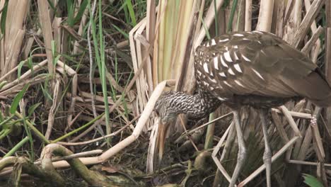 Limpkin-Bird-Calsps-Apfelschneckenhaus-In-Schnabel-In-Zeitlupe