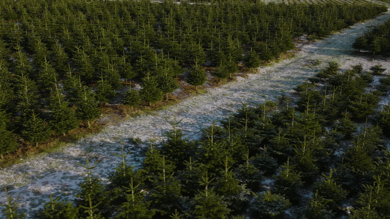 Drone en rotation au-dessus d'une plantation de pins de Noël