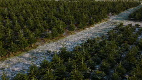 Drohne-Rotiert-über-Der-Weihnachtskiefernplantage