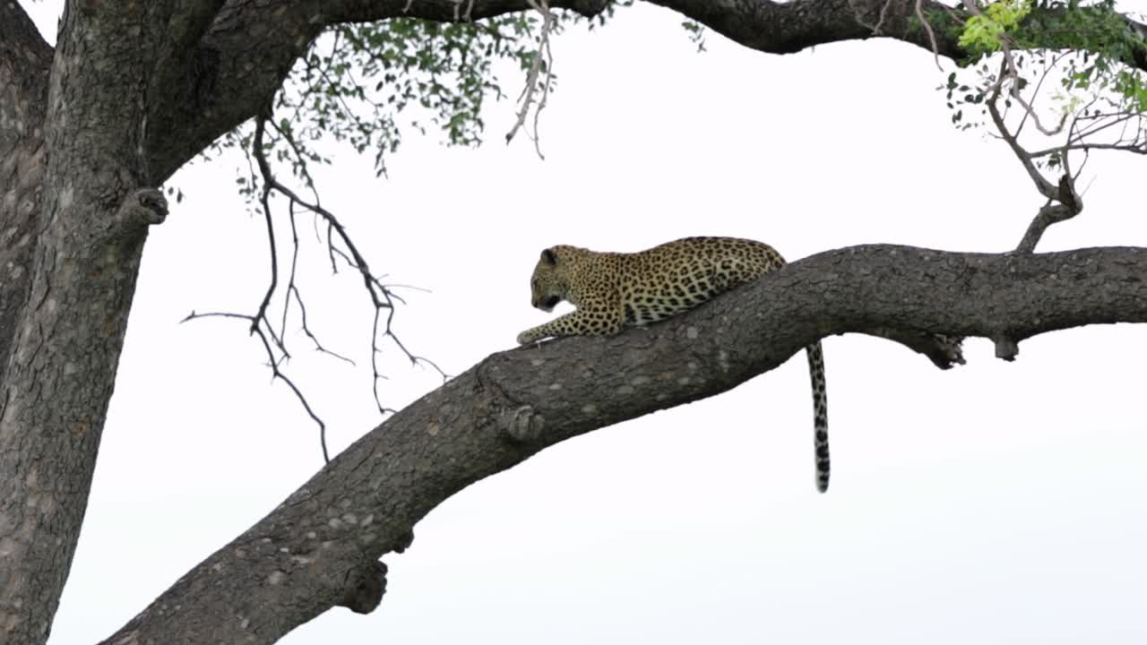 Kruger'da beyaz gökyüzüne karşı bir ağaç dalında gerinen Afrika Leoparı