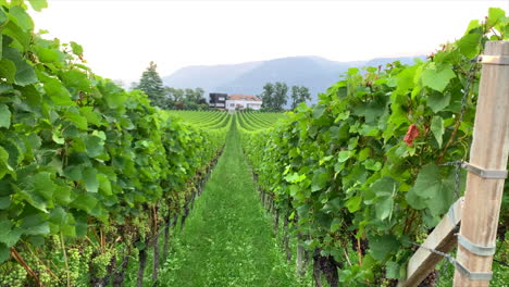 grape vines in south tyrol, italy with amazing view