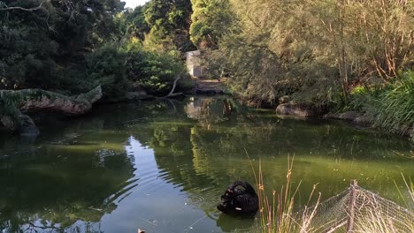 black swan swimming in a serene pond