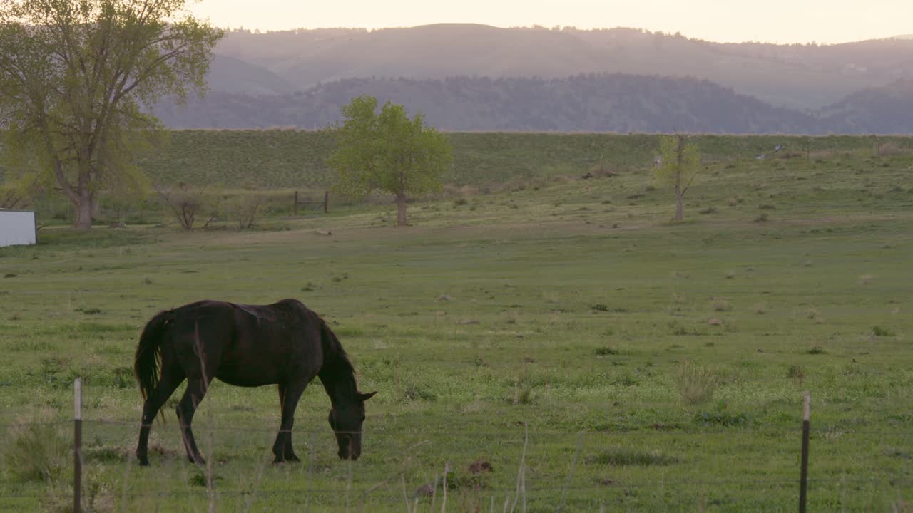 A slow motion shot of a dark colored horse grazing in a field in Colorado with the foothills of the Rocky Mountains in the background, during a beautiful springtime sunset.