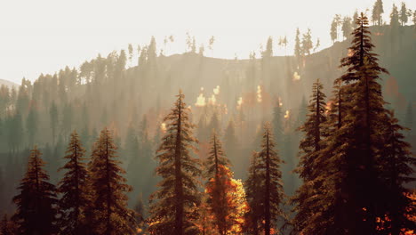 Pine-trees-forest-with-sunset-over-mountain