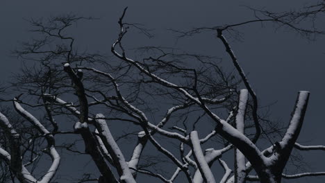 Tree-branches-with-snow