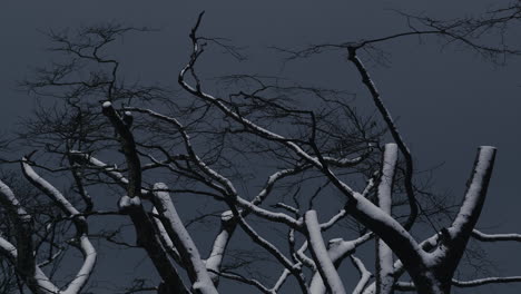 Tree branches with snow