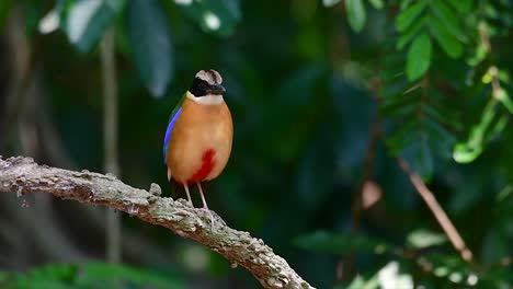 El-Pitta-De-Alas-Azules-Tiene-Siete-Colores-Visibles-Y-Se-Encuentra-Comúnmente-En-Tailandia-Y-Otros-Países-Del-Sudeste-Asiático