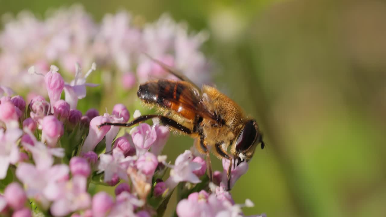 el helophilus pendulus es una mosca hoverfly europea