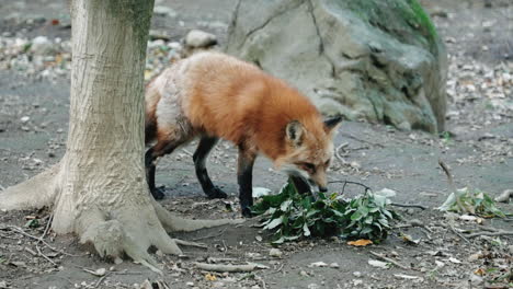 furry fox sniffing at the ground at zao fox village, miyagi, japan - close up