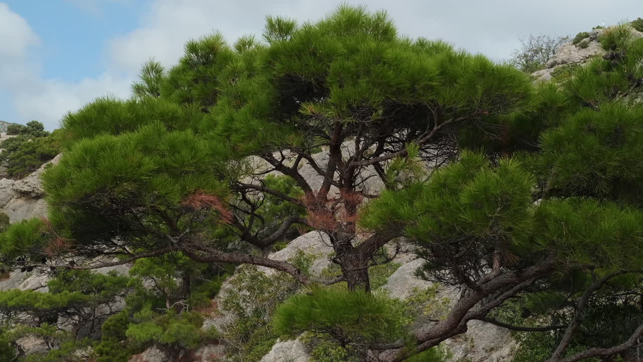 Pine tree on a rocky mountainside