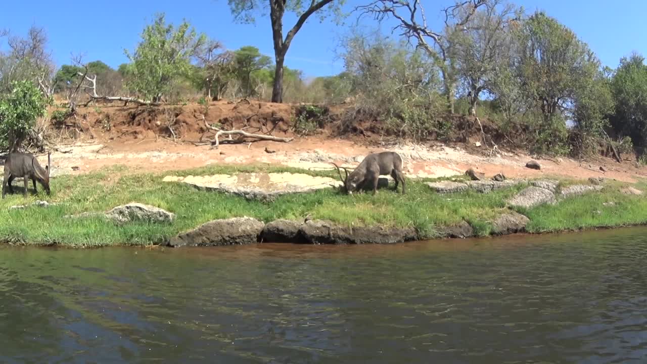 Waterbucks (Kobus ellipsiprymnus) have come to the Chobe River to eat fresh grass. Chobe National Park. Botswana.