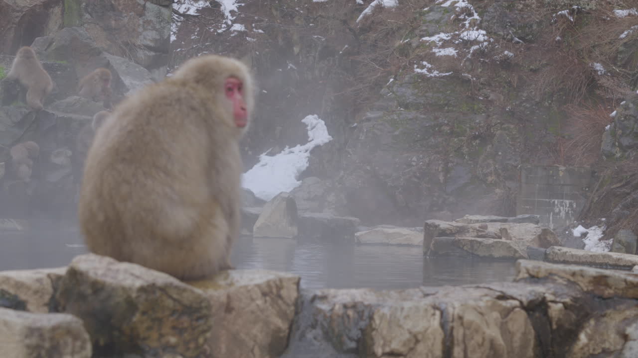 A group of snow monkeys goes back to the forest while one watches them, Japan