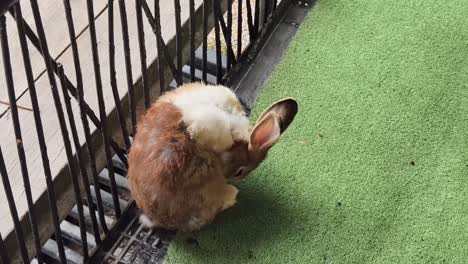 brown and white rabbit grooming