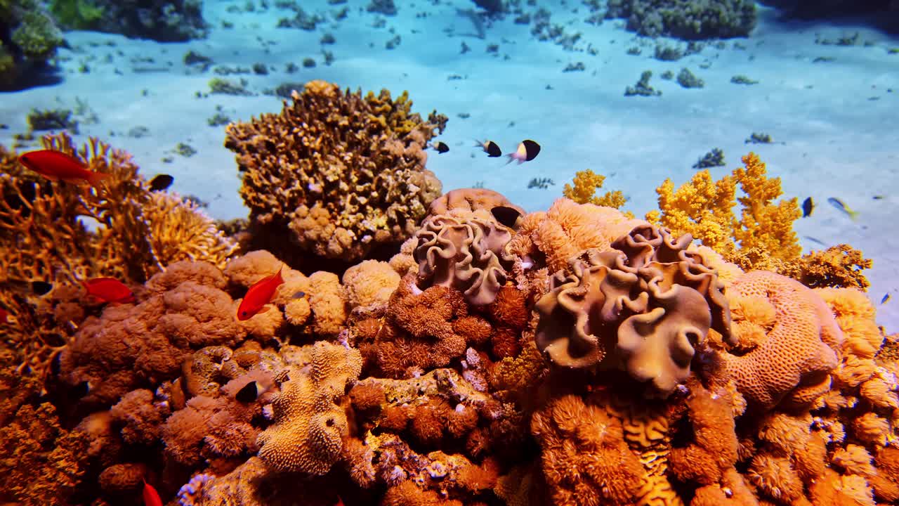 Vivaci pesci antias rossi nuotano sopra coralli di pelle testurizzati in una laguna tropicale poco profonda.