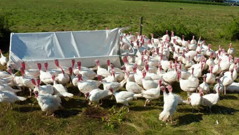 Pavos-Domesticados-En-Libertad-Al-Aire-Libre