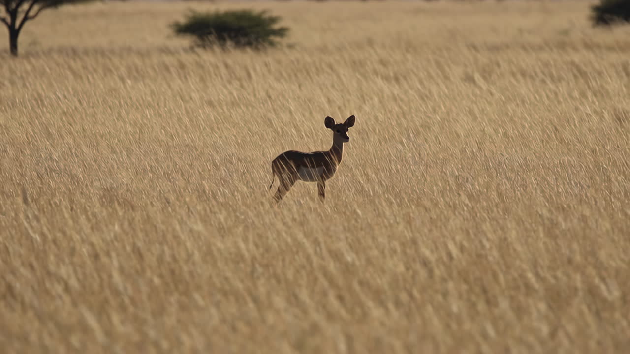Gazelle in a golden savanna