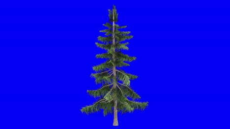 3d alaska cedar pine tree with wind effect on blue screen 3d animation. you can easily key out (remove) the blue screen with just one click using any video editor.