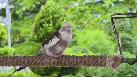 a grey and white parakeet on a rope perch