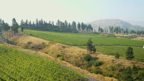 aerial view of rows in vineyard and mountains in the okanagan near kelowna with smoke from forest fires