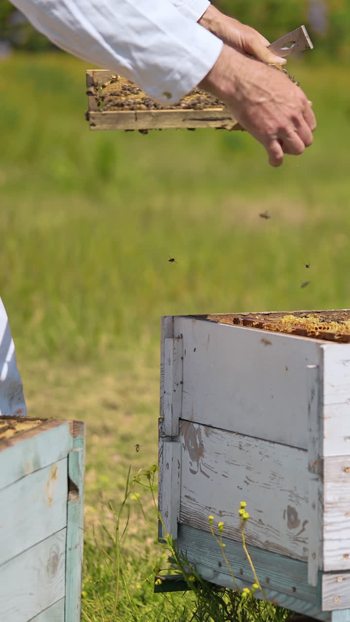 Telaini di cera in legno estivi, nettare agricolo. Apicoltore in uniforme speciale che lavora con l'alveare. Video verticale