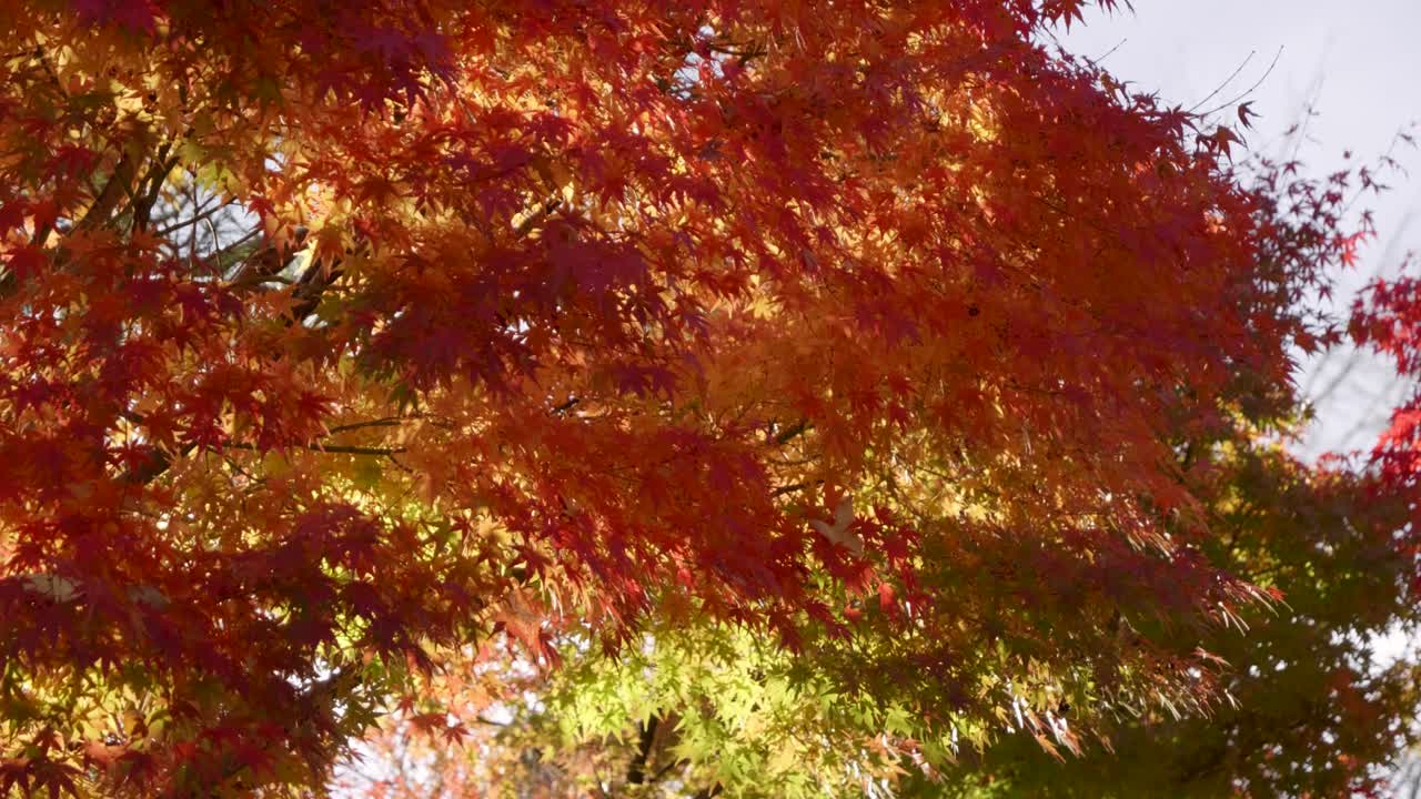 Looking up at vibrant red autumn colors in Japan