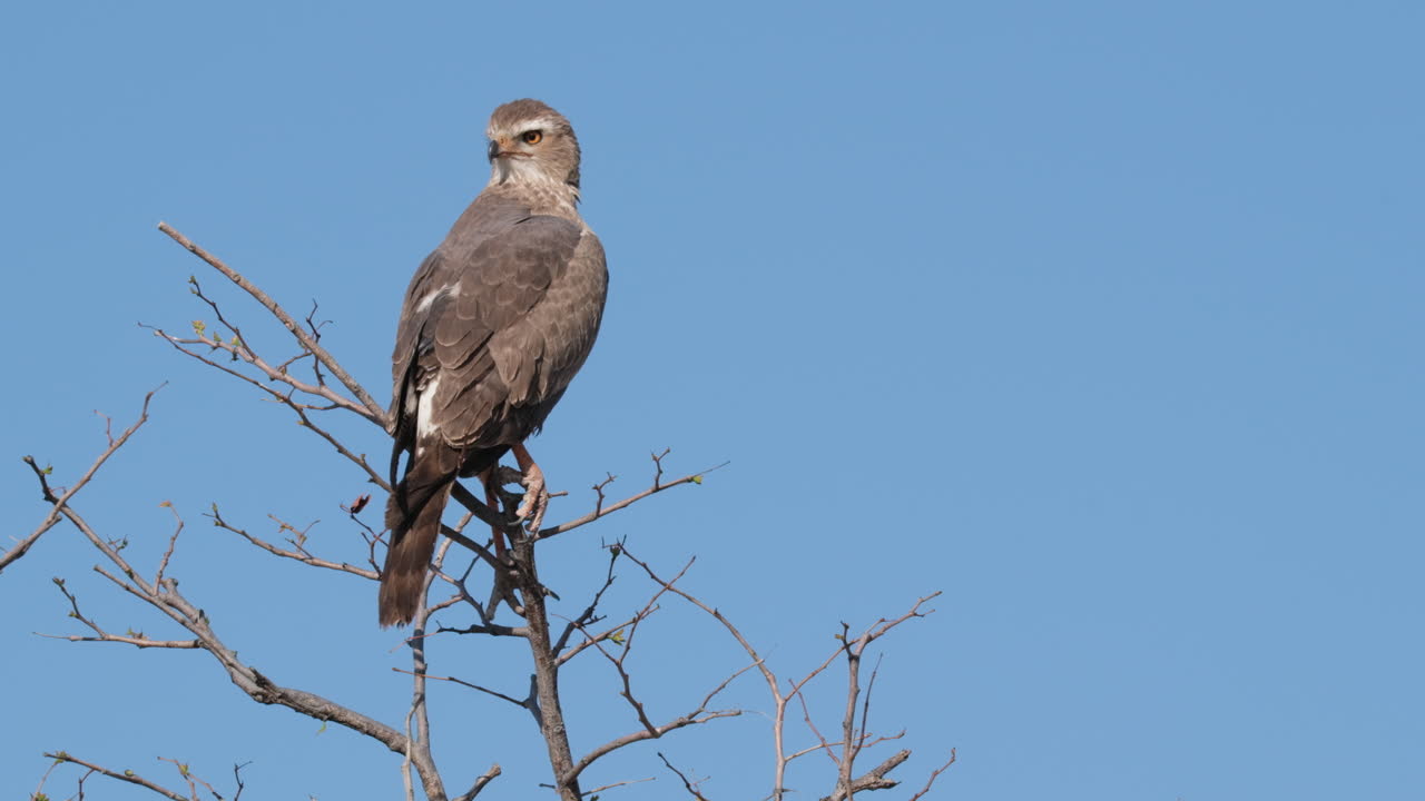 águila marrón posada en las ramas de los árboles contra el cielo azul en áfrica