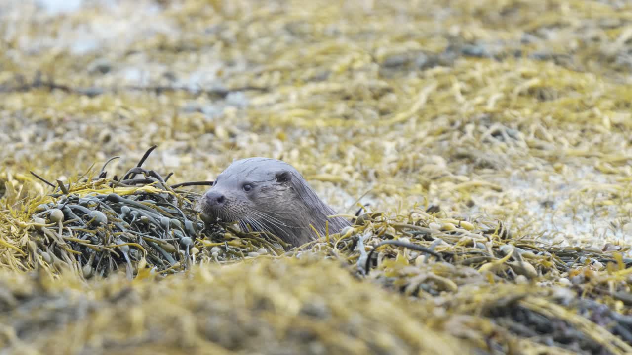 A mother otter with wet fur calling her cubs to her on the shoreline