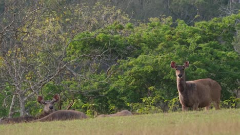 A-female-standing-and-staring-at-the-camera,-herd-resting-on-the-grass,-warm-summer-afternoon