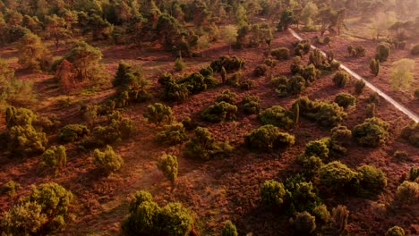 aerial view of moorland with fields of dry purple heather with solitary groups of trees at golden hour sunset