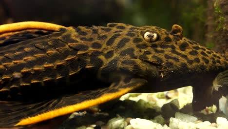 close up detailed black orange gold spot common pleco catfish sitting on the bottom of the river