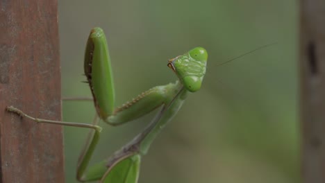 macro of green praying mantis looking at camera with blurred background