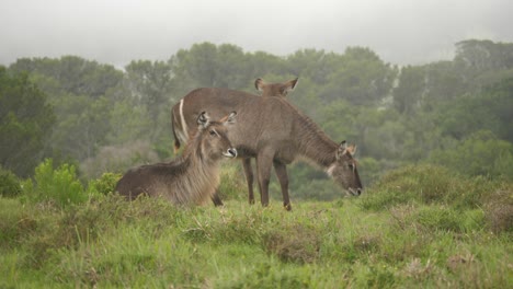 foto de seguimiento de una familia de antílopes pastando en llanuras cubiertas de hierba