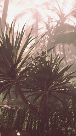 plantas tropicales en una selva de niebla