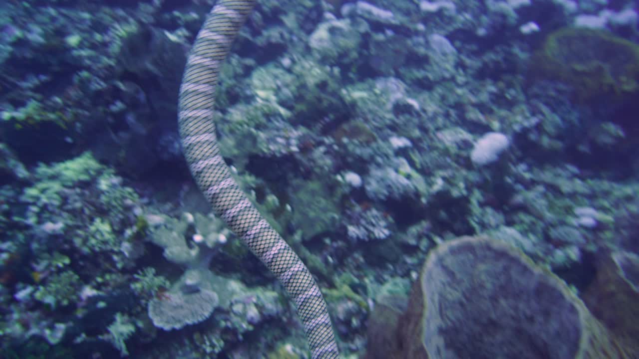 공기를 마시기 위해 표면에 올라간 후 카메라를 향해 헤엄치는 바다뱀