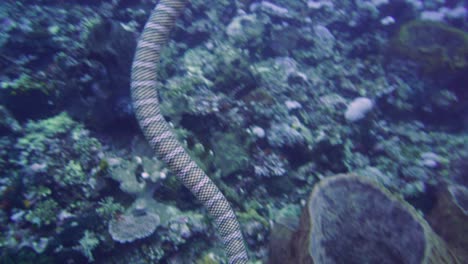 Serpiente-Marina-Nadando-Hacia-La-Cámara-Después-De-Estar-En-La-Superficie-Para-Tomar-Aire