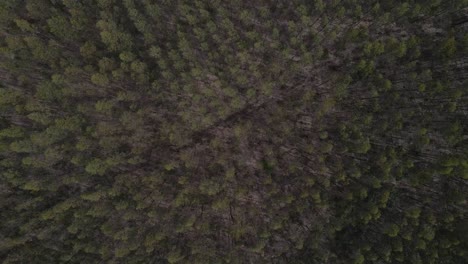 Vista-Aérea-De-Una-Plantación-De-Eucalipto-En-La-Cima-De-Una-Colina-Para-La-Industria-Del-Papel