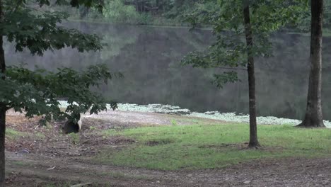 morning fog over a small pond-lake