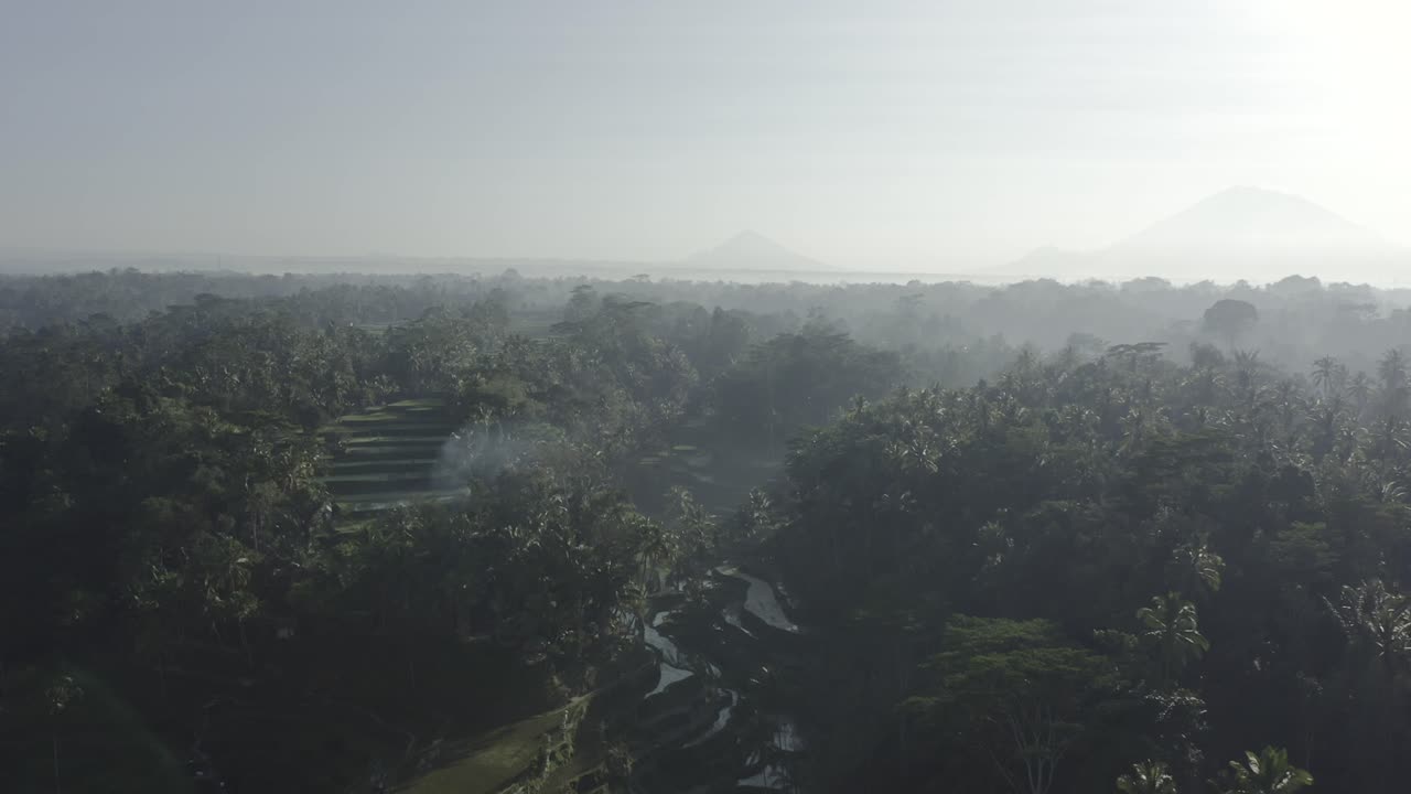 imágenes de drones al amanecer de los arrozales y la selva cerca de ubud, bali