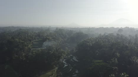 Imágenes-De-Drones-Al-Amanecer-De-Los-Arrozales-Y-La-Jungla-Cerca-De-Ubud,-Bali