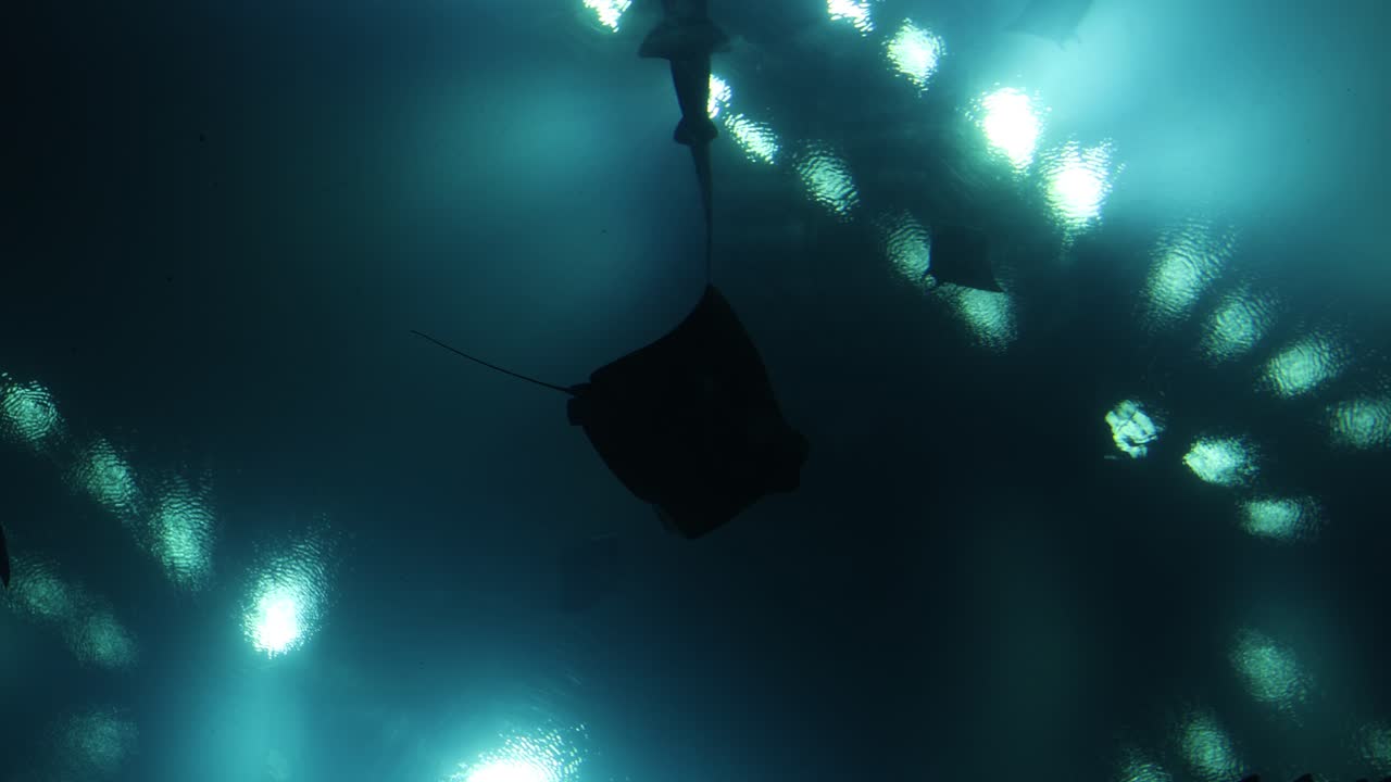 Silhouettes of Rays Swimming in an Aquarium