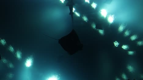 Silhouettes of Rays Swimming in an Aquarium