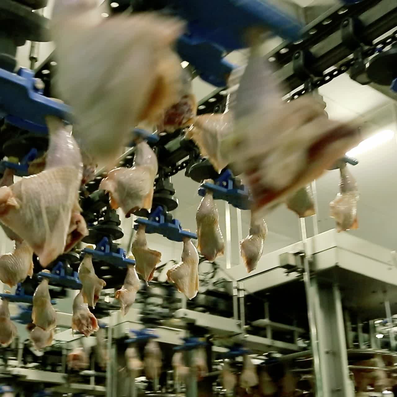 Poultry processing plant line