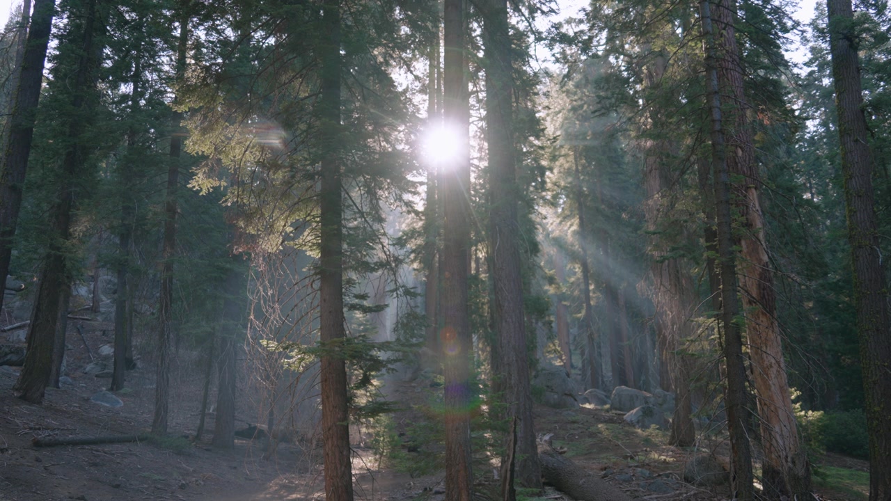 Raggi di sole drammatici filtrano attraverso una foresta di sequoie nebbiosa, creando un'atmosfera mistica.