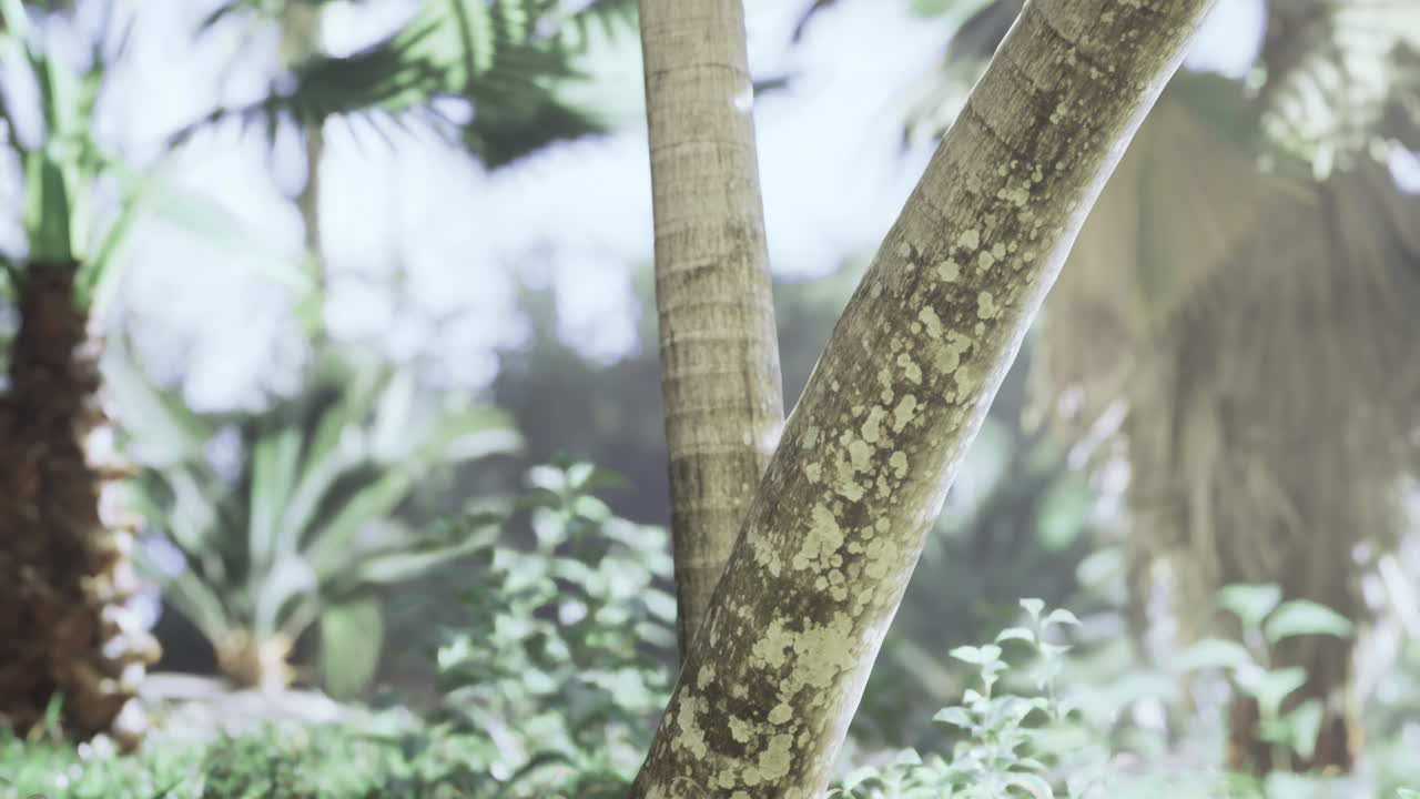 Lush greenery and sunlight accentuating tropical palm trees in a serene setting